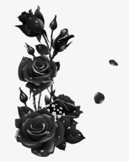 #roses #black #rose #leaves #garden #drops - Black Rose Frame Transparent, HD Png Download, Transparent PNG