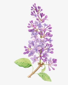 Lilac Flower Drawing Tattoo Watercolor Painting - Simple Lilac Flower Drawing, HD Png Download, Transparent PNG
