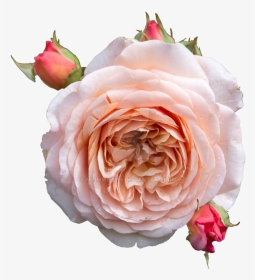 Rose Transparent Pastel - English Rose Png, Png Download, Transparent PNG