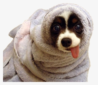 Dog Wrapped In A Blanket, HD Png Download, Transparent PNG