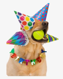 Look At The Sticker I Made - Happy Birthday Dog Party Hats, HD Png Download, Transparent PNG