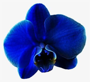 Royal Blue Flower Clipart Graphic Library Download - Phalaenopsis Sanderiana, HD Png Download, Transparent PNG