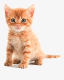 American Short Hair Cat Kitten, HD Png Download, Transparent PNG
