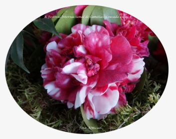 9 - Dsc05629-1000x792 - Common Peony, HD Png Download, Transparent PNG