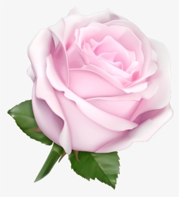 Soft Pink Pink Rose, HD Png Download, Transparent PNG
