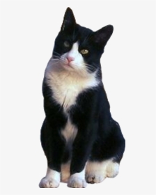 #cat #tuxedo #blackandwhite #sitting #freetoeditnot - Tuxedo Cat Png, Transparent Png, Transparent PNG