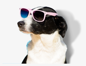 Happy Dog Png - Transparent Happy Dog Png, Png Download, Transparent PNG