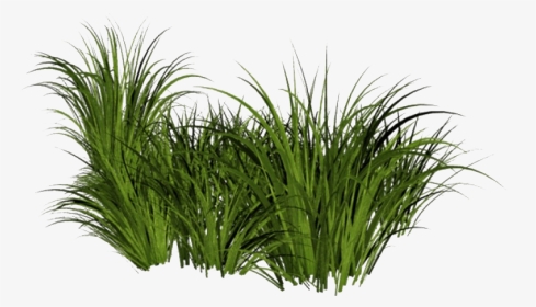 Beach Grass Png File - Tall Grass Transparent Background, Png Download, Transparent PNG