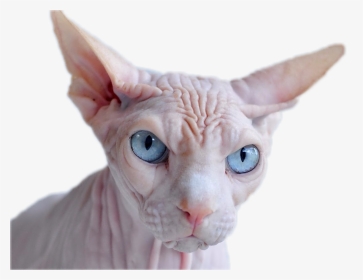Angry Hairless Cat Sticker - Cat With Just Skin, HD Png Download, Transparent PNG
