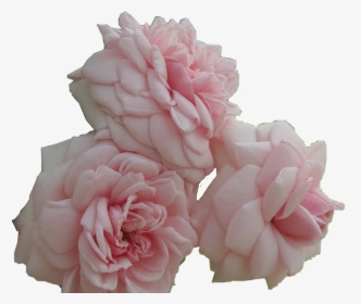 #flower #rose #pretty #pink #aesthetic #japan #roses - Hybrid Tea Rose, HD Png Download, Transparent PNG