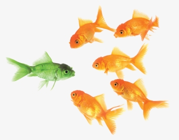 Goldfish Png - Principle Emphasis, Transparent Png, Transparent PNG