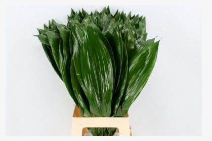 Aspidistra Milky Way Bunch - Houseplant, HD Png Download, Transparent PNG