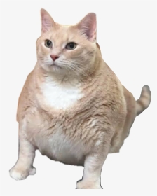#fatcat Fat Cat Sticker Fatcat #freetoedit - Chonk Cat With Thumbs, HD Png Download, Transparent PNG