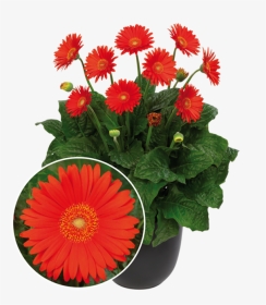 Garvinea Sweet Glow - All Season Flowers In Canada, HD Png Download, Transparent PNG