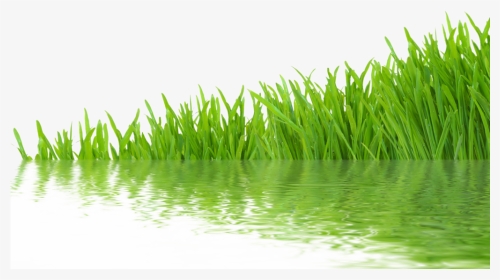 Transparent Grass - Grass With Water Png, Png Download, Transparent PNG