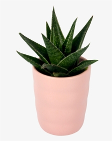 Flowerpot, HD Png Download, Transparent PNG