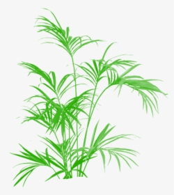 Bamboo Vector Grass - Vector Plant Tree Png Transparent, Png Download, Transparent PNG