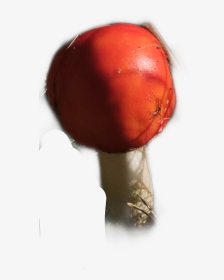 Fliegenpilz Pilze Freetoedit - Tomato, HD Png Download, Transparent PNG
