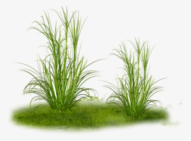 #herbe #green #grass #plant - Transparent Dry Grass Png, Png Download, Transparent PNG