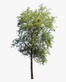 Apple Tree Without Apples, HD Png Download, Transparent PNG