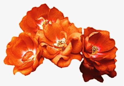 Rose Crown Clipart Vector Download Orange Rose Crown - Orange Flower Crown Png, Transparent Png, Transparent PNG