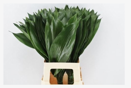 Aspidistra Milky Way Bunch - Vase, HD Png Download, Transparent PNG