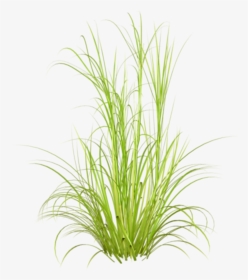 #otlar - Transparent Background Tall Grass Png, Png Download, Transparent PNG