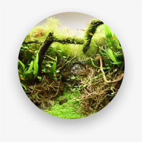 Nature Aquarium - Grass, HD Png Download, Transparent PNG