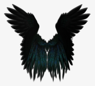 #darkangel #angelwings #angels #angel #wings #feathers - Black Angel Wing Png, Transparent Png, Transparent PNG