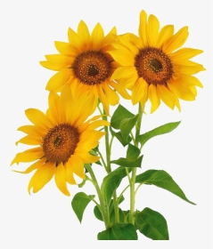 Stock Photography Common Sunflower Vase With Three - Three Sunflower, HD Png Download, Transparent PNG