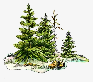 Christmas Tree Watercolor Png, Transparent Png, Transparent PNG