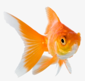 #goldfish - Transparent Background Goldfish Png, Png Download, Transparent PNG