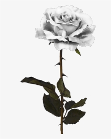 White Rose Download Png Image - Black Rose Png, Transparent Png, Transparent PNG