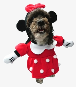 Minnie Mouse Dog Costume, HD Png Download, Transparent PNG