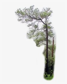 Georgia Pine, HD Png Download, Transparent PNG