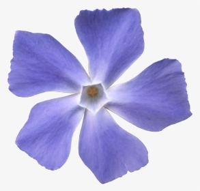 Blue Violet Flower Png, Transparent Png, Transparent PNG