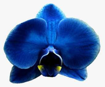 Royal Blue Flower Clipart Free Download Eletragesi - Orchids, HD Png Download, Transparent PNG