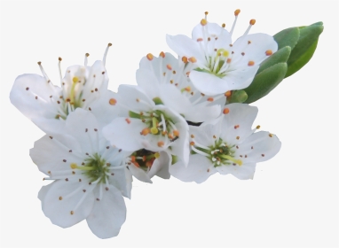 White Cherry Flower Png, Transparent Png, Transparent PNG