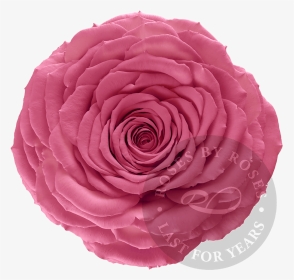 Preserved Pink Rose, Premium Long-lasting Xl Pink Roses - Rose, HD Png Download, Transparent PNG