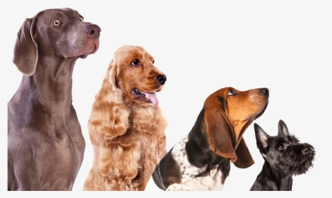 Clip Art Large Dogs List Of - Book Dogs Transparent Background, HD Png Download, Transparent PNG