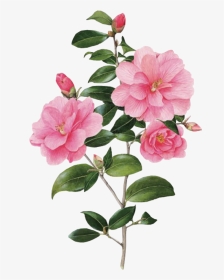 #flower #spring #overlay #edits #edit #pink #kpopedit - Botanical Art, HD Png Download, Transparent PNG