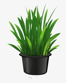 Plants In Pot Clipart, HD Png Download, Transparent PNG