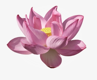 Nelumbo Nucifera Water Lilies Lilium Flower Kenilworth - Nymphaea Nelumbo, HD Png Download, Transparent PNG