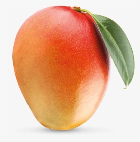 Front View Mango - Mango With Invisible Background, HD Png Download, Transparent PNG