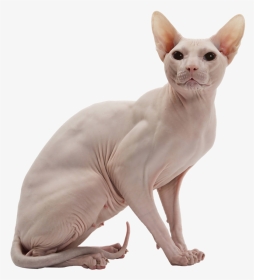 Fat Cat Png, Transparent Png, Transparent PNG