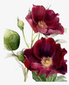 Maroon Flower Watercolour, HD Png Download, Transparent PNG