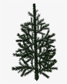 Pine Tree Branch Texture, HD Png Download, Transparent PNG