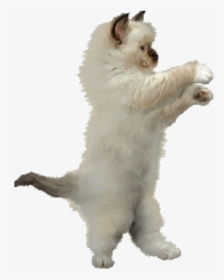 Dancing Cat Gif Png, Transparent Png, Transparent PNG
