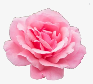 #flowerstickers #flower #flowers #pink #pinkflower - Cleveland, HD Png Download, Transparent PNG
