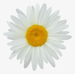 Daisy Clip Art Png Image - White Sun Flower Png, Transparent Png, Transparent PNG